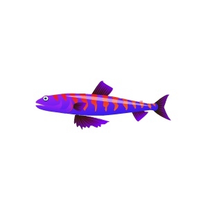 Purple Tiger Lizardfish